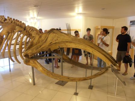 squelette de baleine franche
