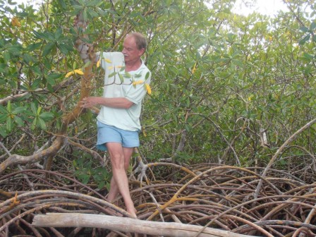 P2131181_equilibriste_dans_la_mangrove.jpg