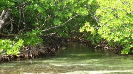 Dsc03329_la_mangrove.jpg