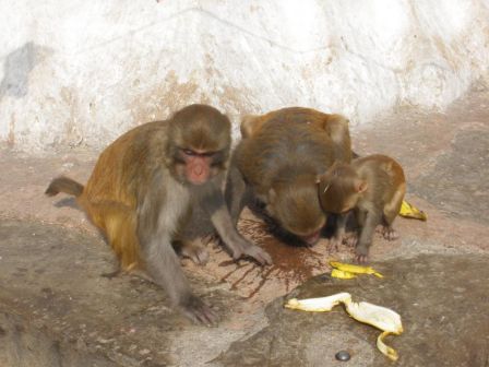 macaques nettoyeurs
