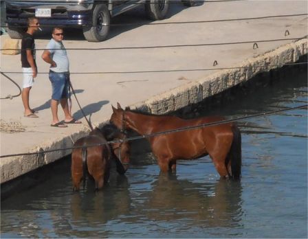 repos des chevaux à Mgarr